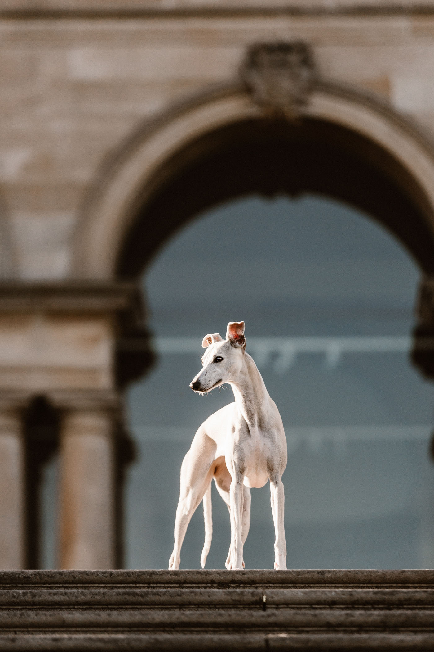 Brooke-whippet-Baxters-park-dundee-dog-photography-30